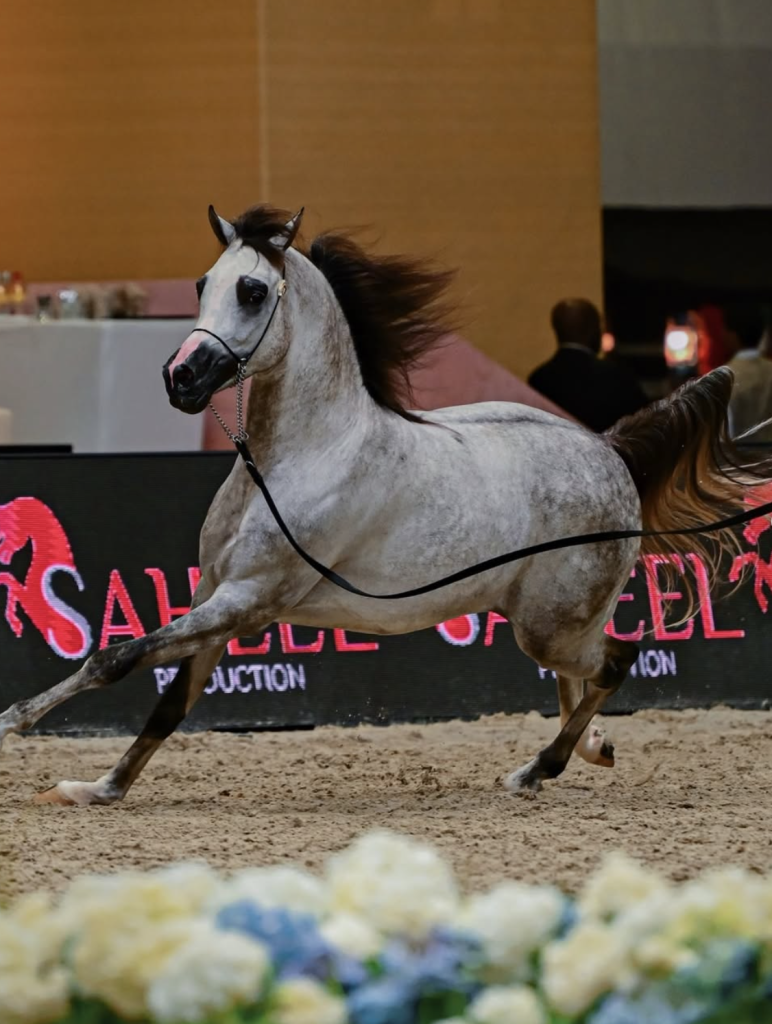 “دبي الدولية للجواد العربي” تعزز ريادة الإمارات مركزاً عالمياً لجمال الخيل العربي