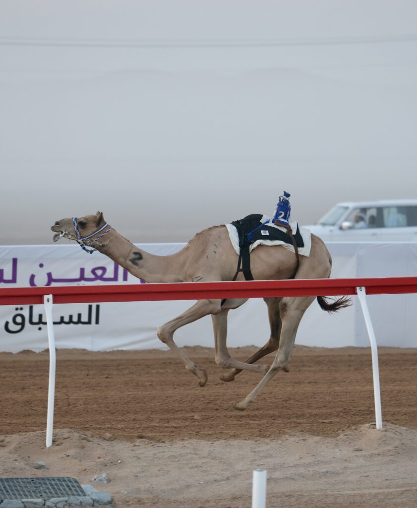 “أفعال” تتصدر منافسات اللقايا في مهرجان العين لسباقات الهجن